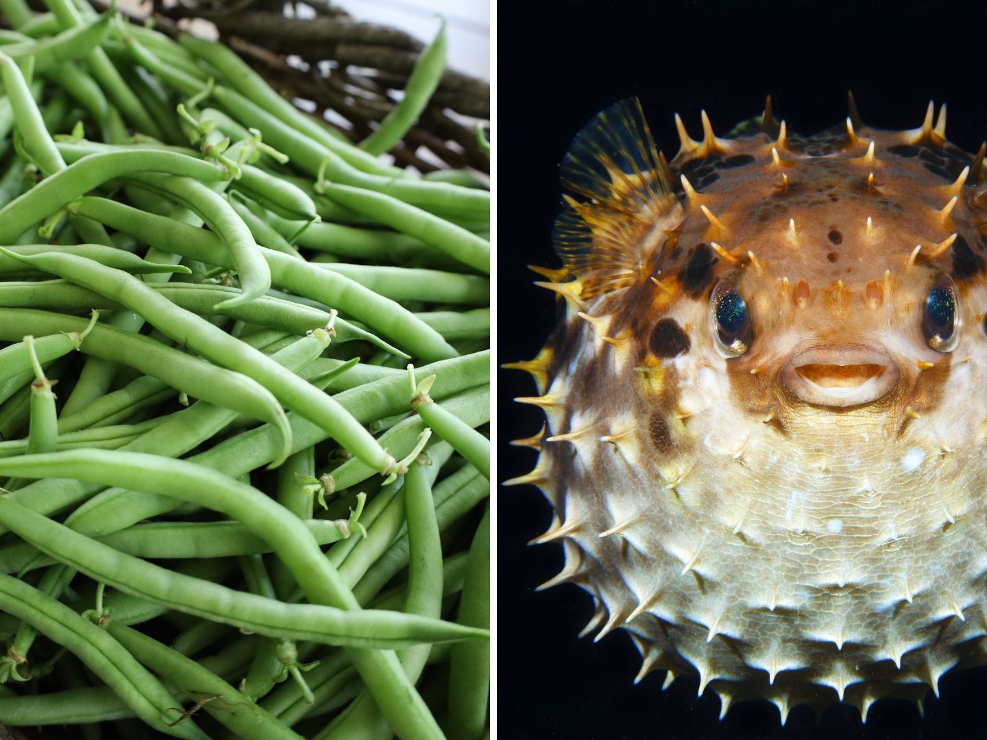 Sie sehen harmlos aus, doch manche Lebensmittel bergen tödliche Gefahren.