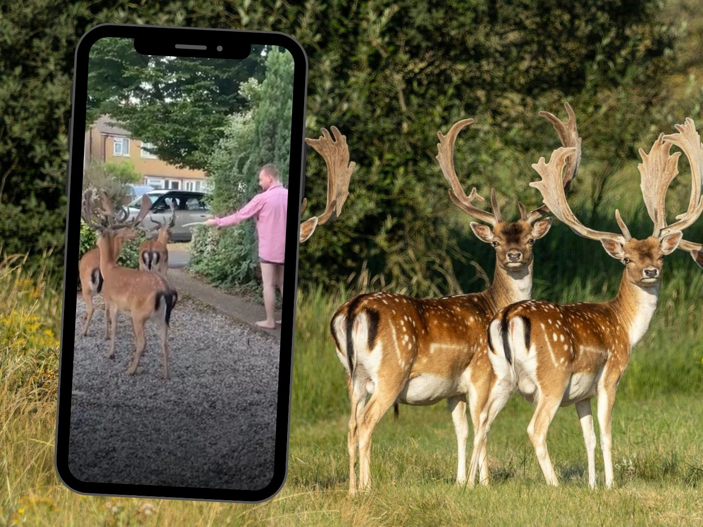 Hirschherde zu Besuch im Garten.
