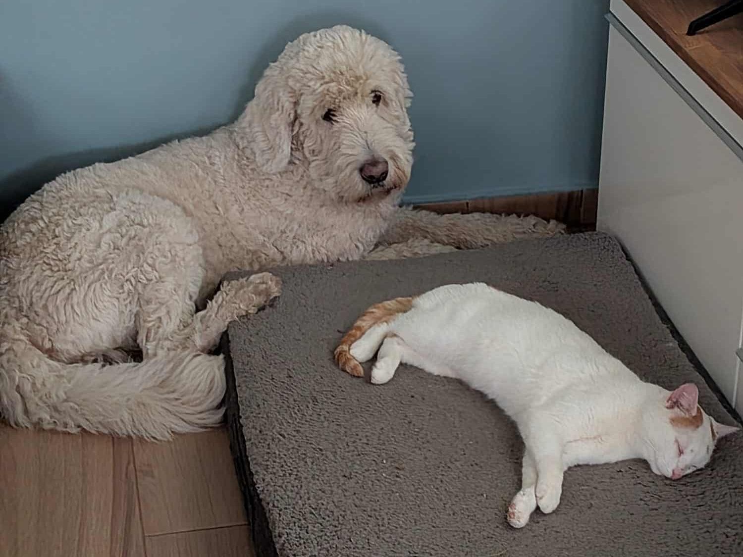 Kater Spot ist nun wieder zuhause.