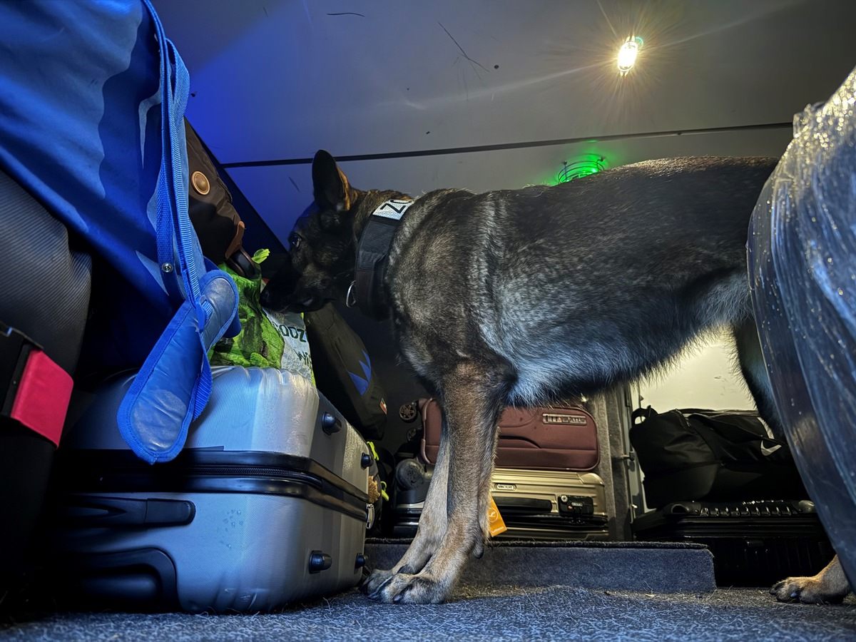 Jüngst führte Rauschgiftspürhündin Maila die Zöllner bei einer Fernbus-Kontrolle zu einem Kilo Marihuana.