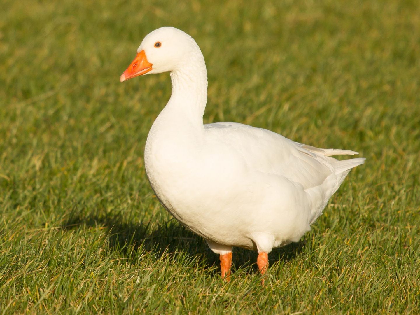 Drei Viertel der Martinigänse in Österreich stammen aus dem Ausland – oft aus Haltungsformen, die hier verboten sind.