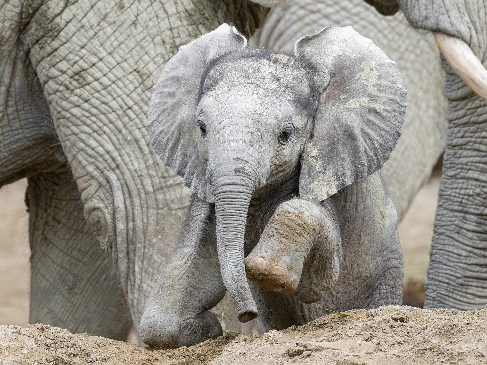 Der Kleine mitten unter den Großen.
