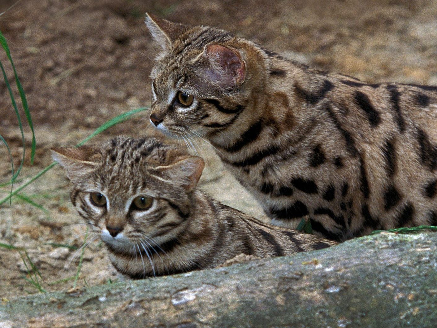 Klein, süß – tödlich: Diese Wildkatze jagt wie keine andere.