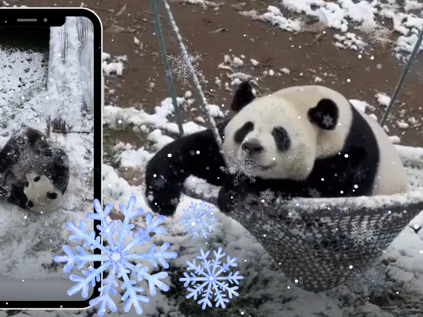 China: Pandas feiern den Winter mit Schneespielen