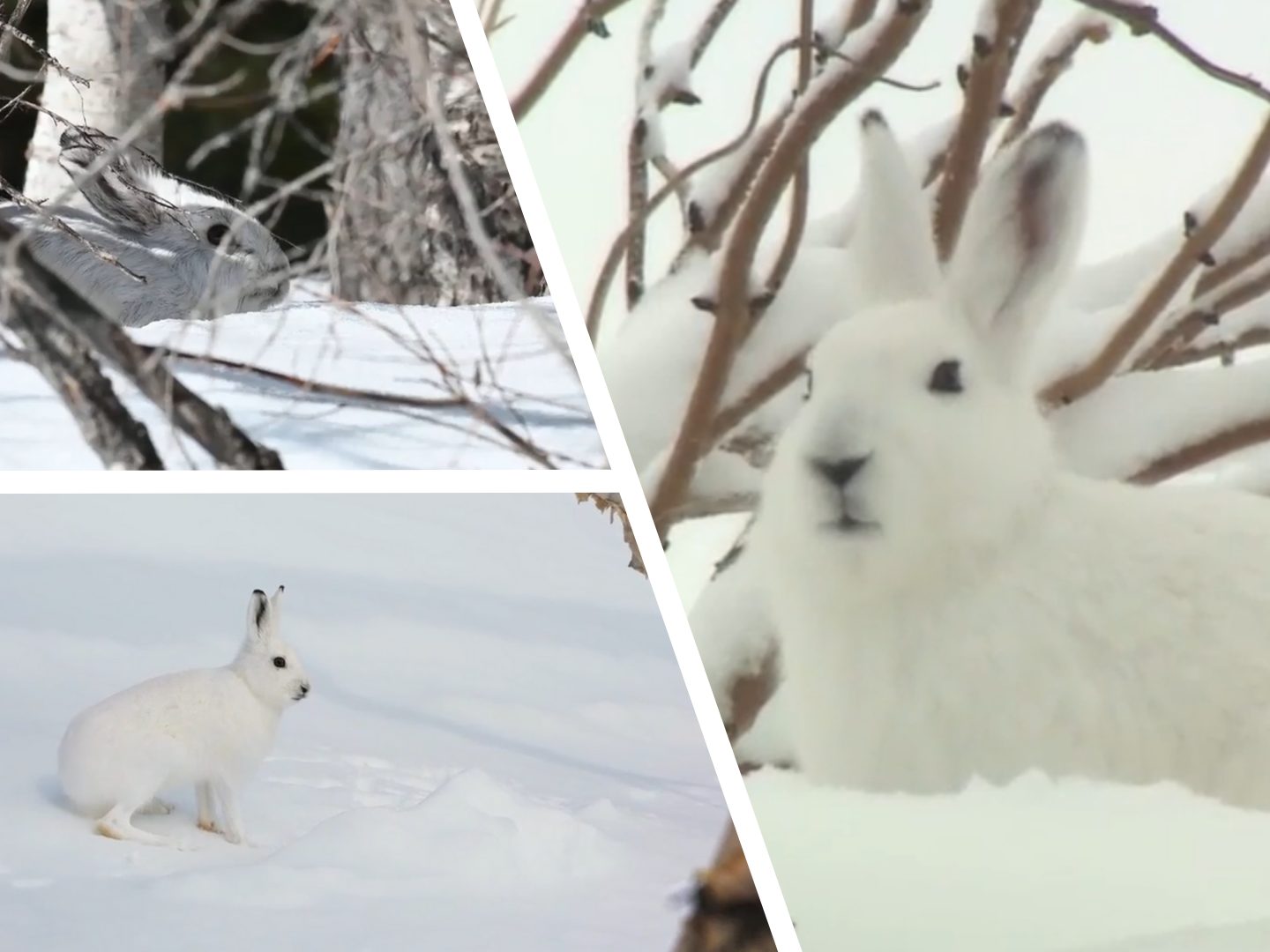 Staunen über Schneeschuhhasen – so perfekt funktioniert Tarnung in der Natur
