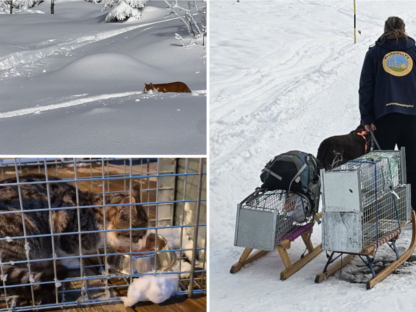 Die Katzen wurden mit Lebenfallen und Schlitten vom Berg gerettet.