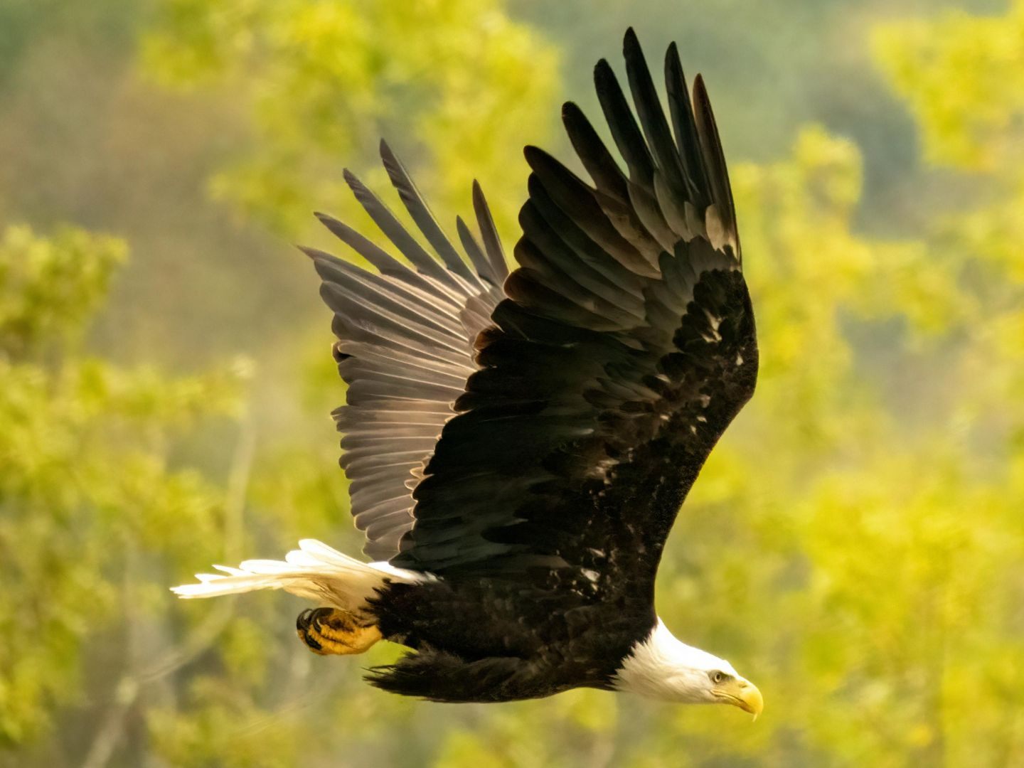 Warum der Greifvogel verendete, ist noch unklar.