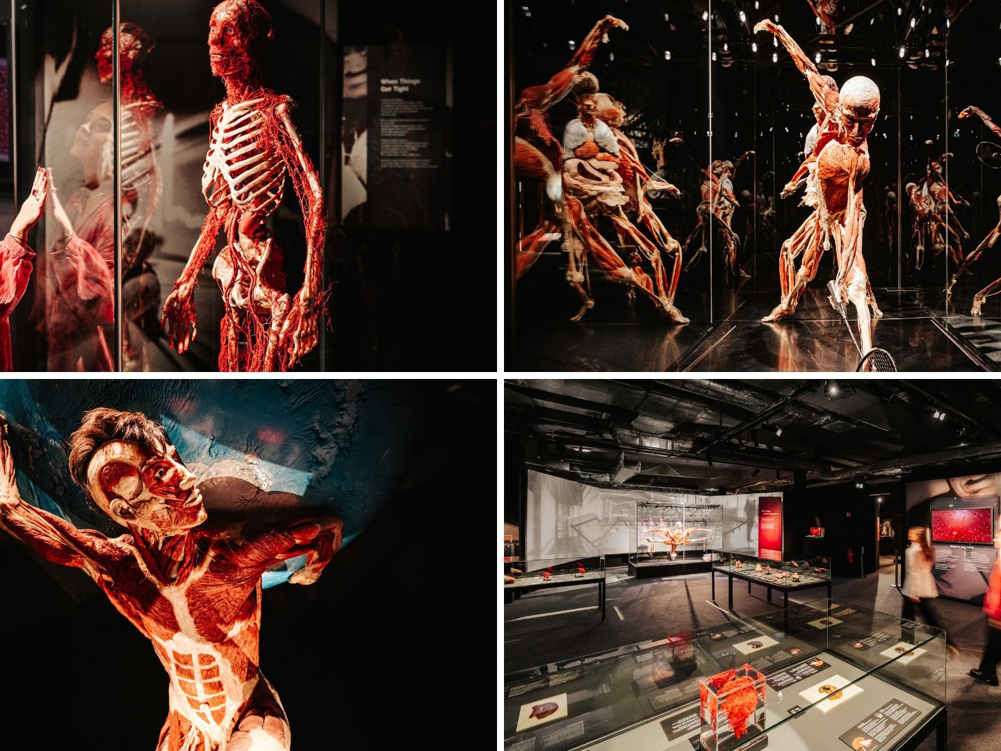 Die neue Körperwelten-Ausstellung legt den Fokus auf den Menschen im digitalen Zeitalter.