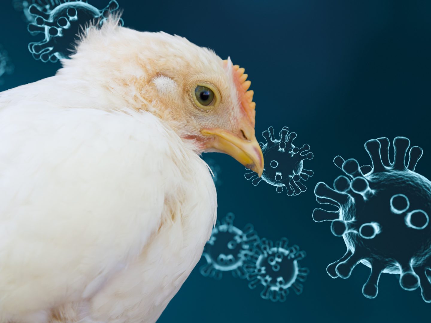 Stallpflicht in 14 Gemeinden: Wie gefährlich ist das H5N1-Virus für Mensch und Tier?