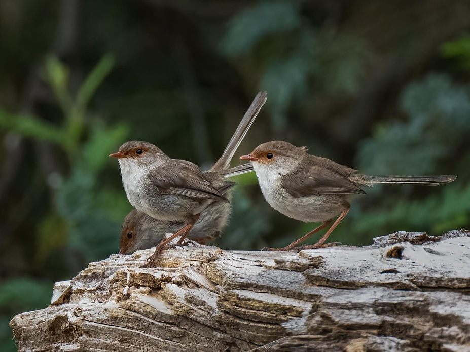 Die Situation der Waldvögel in Österreich ist weitgehend stabil.