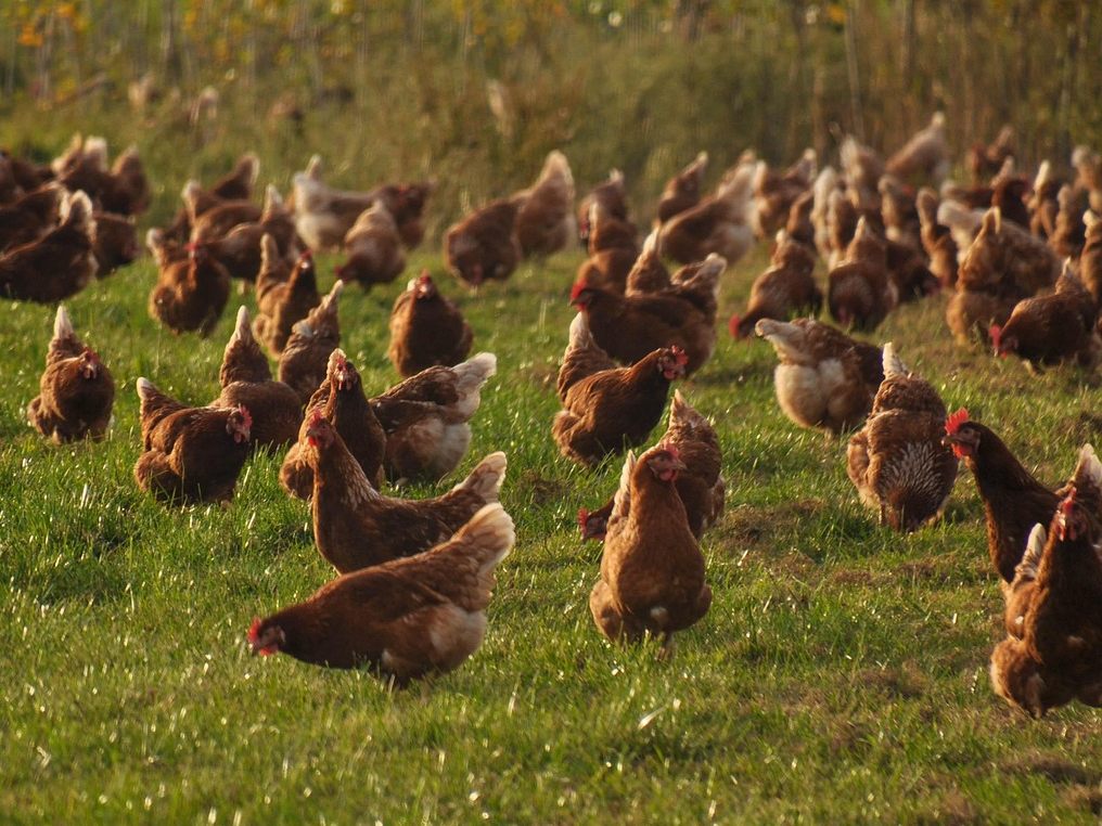 Ein Vogelgrippe-Fall wurde in einem Geflügelbetrieb im Burgenland nachgewiesen.