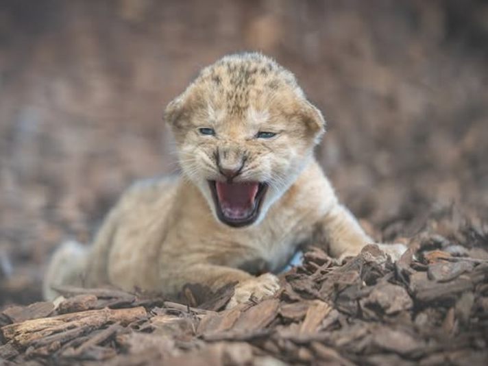 Vier Wochen nach seiner Geburt wurde das Löwenbaby leblos aufgefunden.