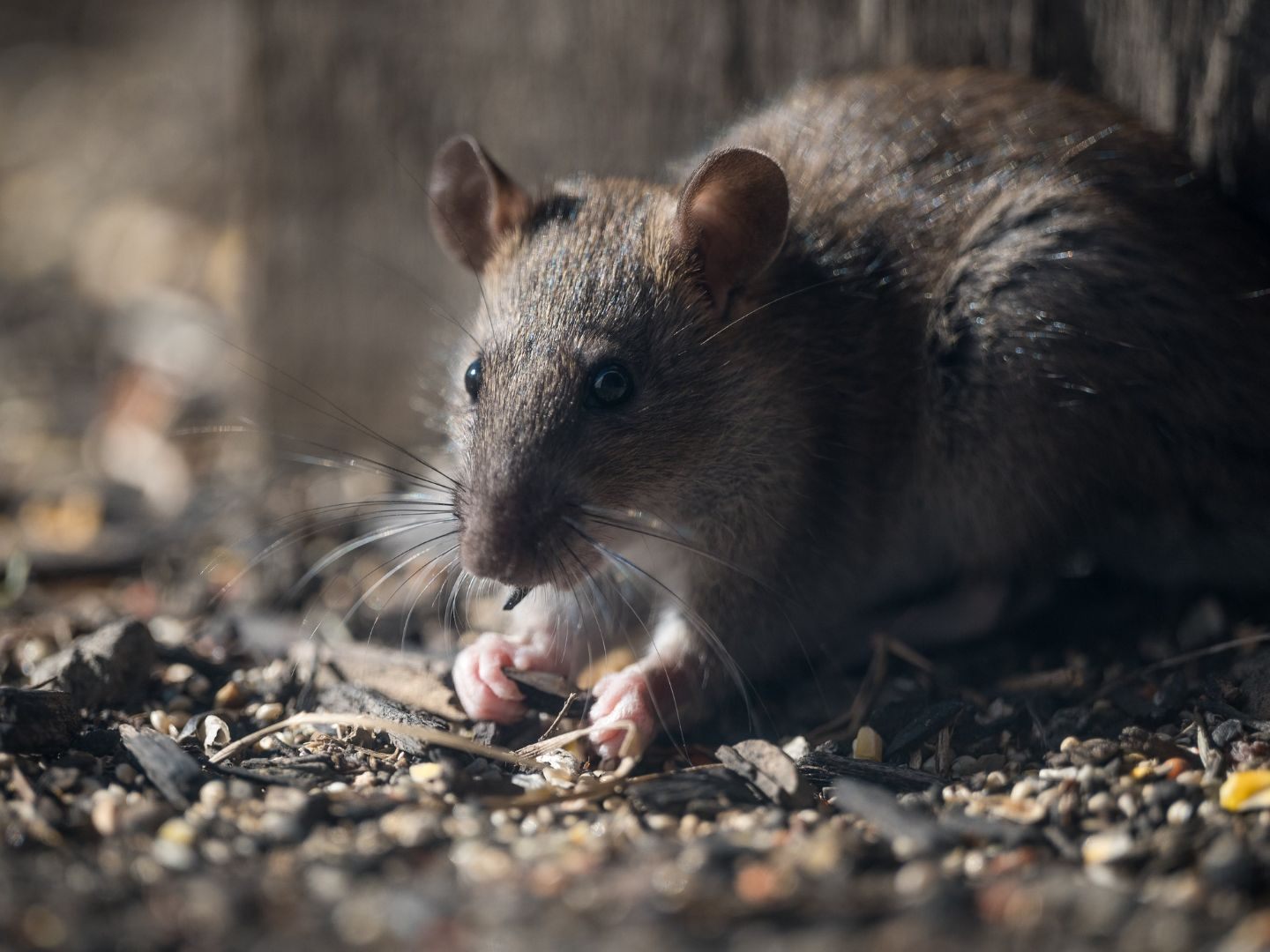 So wirkt das Küchengewürz gegen Nager – natürlich, giftfrei und einfach anzuwenden.