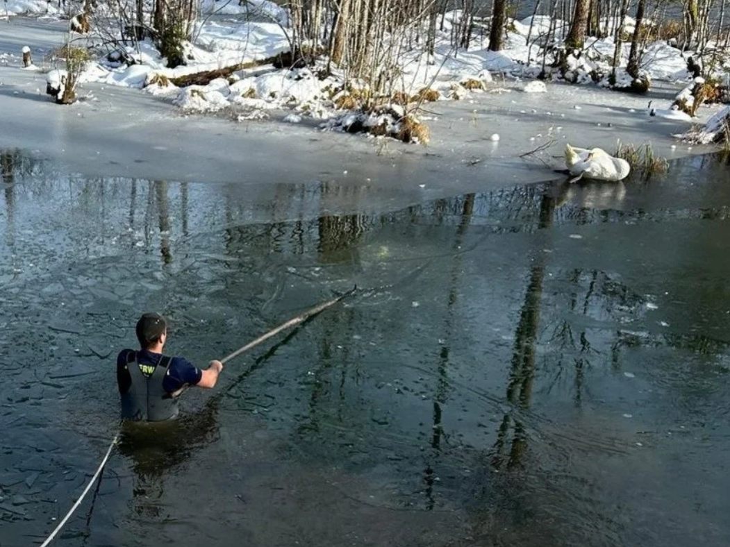 Der Schwan konnte sich wegen der rutschigen Eisschicht nicht selbst befreien.