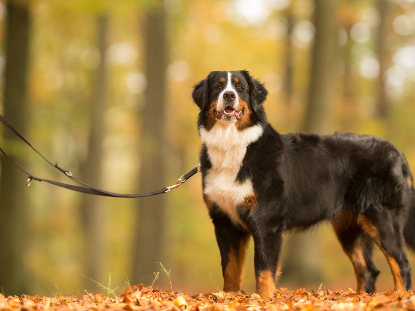 Bei dem Hund soll es sich um einen Swissydog, eine Hybridzüchtung aus vier Sennenhunderassen, handeln.