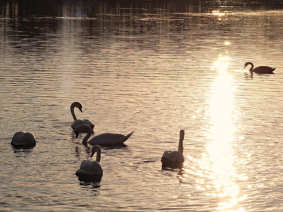 Bisher sind 21 Wildtiere in Österreich von der Vogelgrippe betroffen.