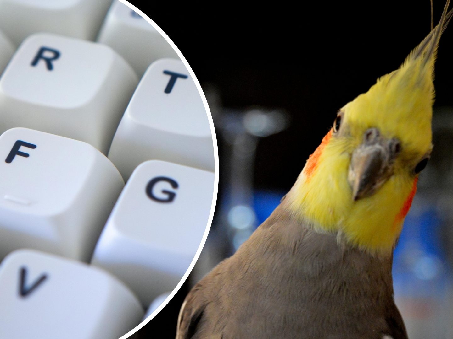 Frecher Vogel geht viral.