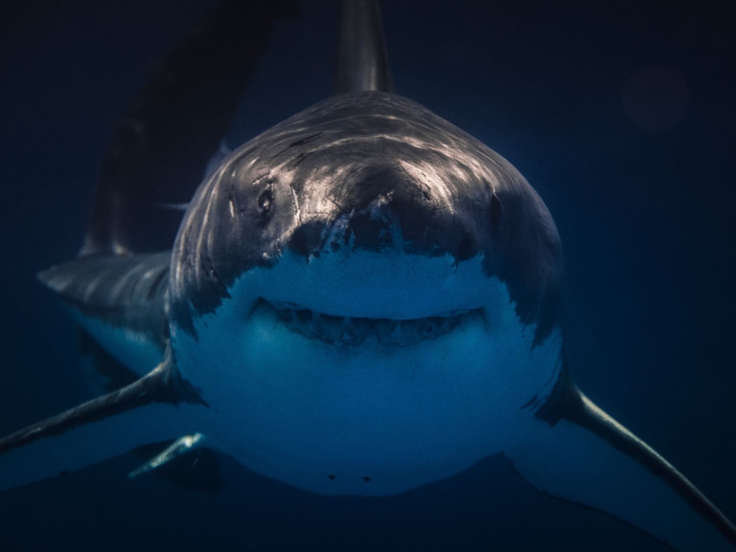 Taucherkamera wird von Hai verschluckt. (Symbolbild)