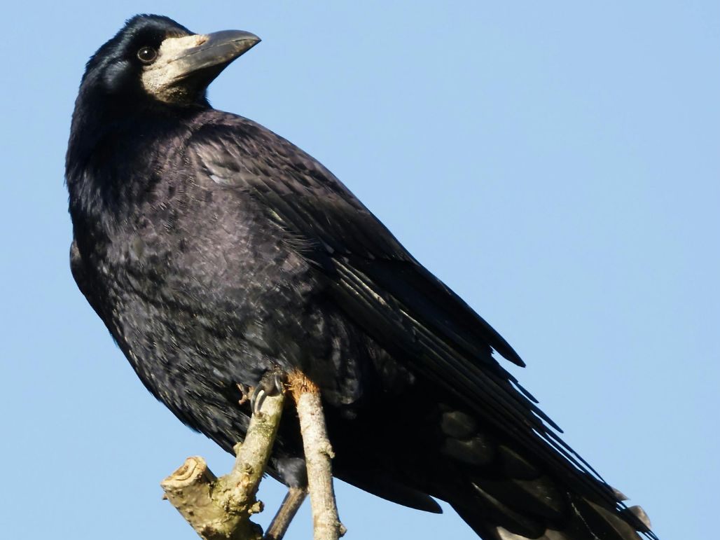 Vogelgrippe in Lindau: H5N1-Fall bestätigt. (Symbolbild)