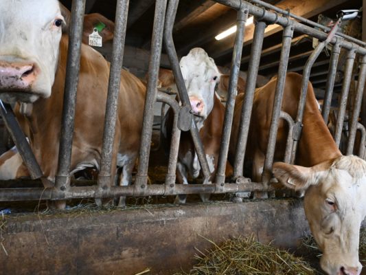 TBC: Vorarlberg weitete Bekämpfungsmaßnahmen aus
