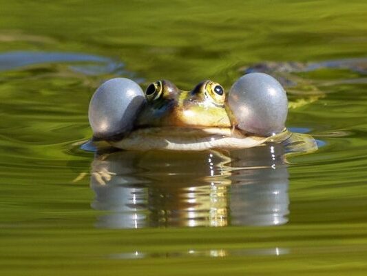 Schlechte Nachrichten für Froschschenkel-Liebhaber: Tiere unter Schutz