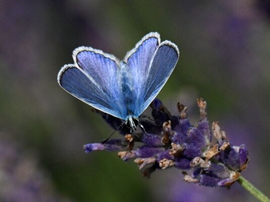 Die Kenntnis der DNA aller Falter soll zum Art-Erhalt beitragen