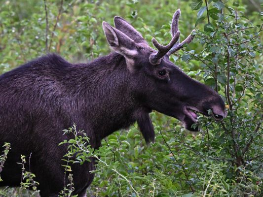 Der überzeugende tierische Kurz-"Wahl-Österreicher"