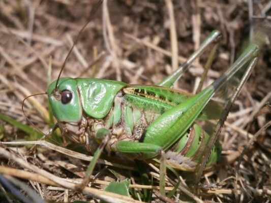 Ein alter Volksglaube führte zum ungewöhnlichen Namen des "Insekt des Jahres"