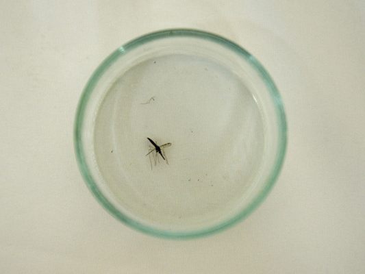 Überträger ist die Anopheles-Mücke