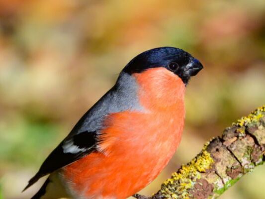 Unter anderem werdenGimpel gefangen