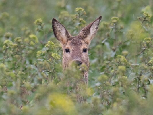 Wald und Wild soll in Einklang sein