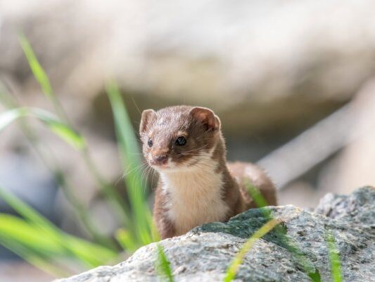 Tier des Jahres ist das Mauswiesel (Mustela nivalis)