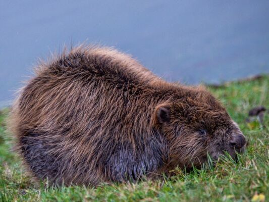 Biber dürfen in Oberösterreich geschossen werden