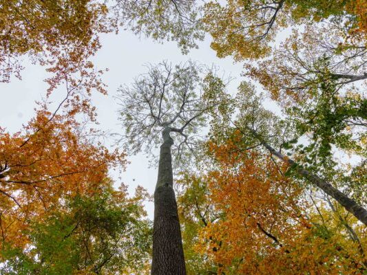 51-Jährige in OÖ von gefälltem Baum erschlagen