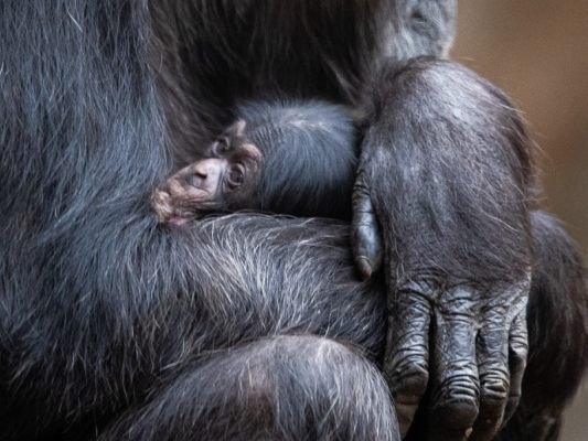 Schimpansen schlafen gemeinsam besser und länger