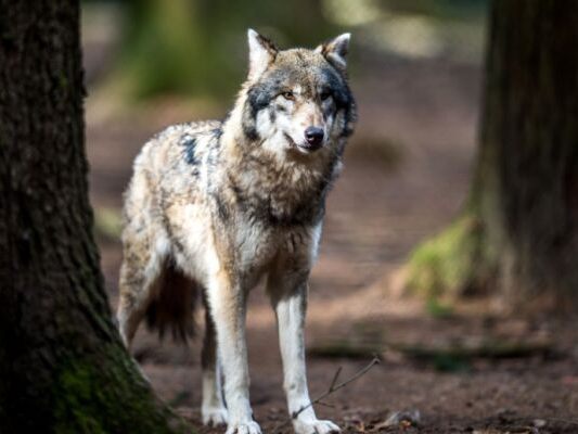 13 Wölfe sind heuer in Kärnten legal erlegt worden
