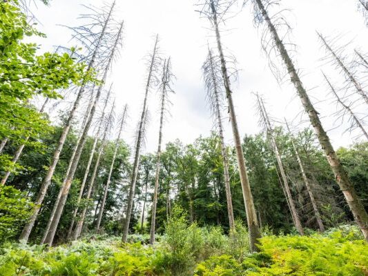 Pilze könnten das Absterben von Fichten verhindern