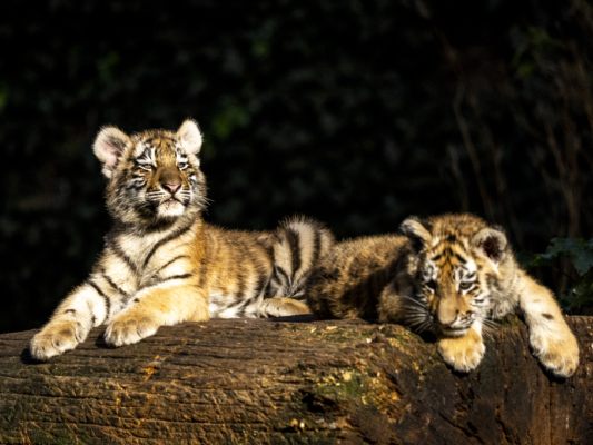 Tiger hier im Zoo in Kopenhagen werden freilebend in Nepal gezählt