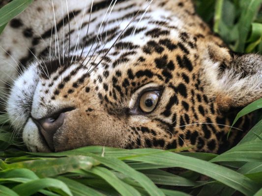 Wilderei und Waldrodungen haben Jaguar-Bestände dezimiert