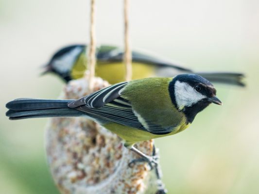 2025 waren Kohlmeisen am häufigsten