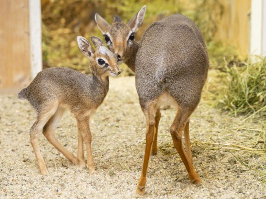 Nachwuchs bei den kleinsten Antilopen Afrikas im Tiergarten Schönbrunn