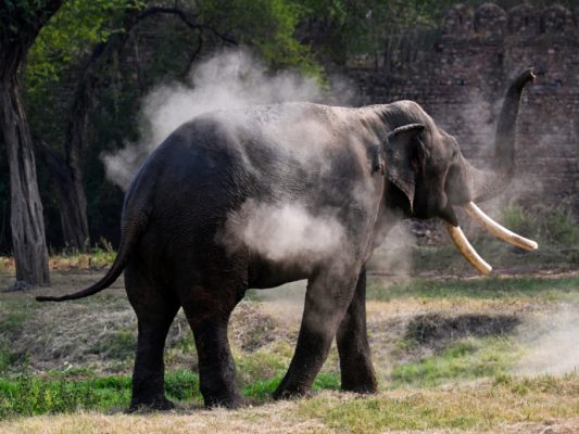 Sieben Tiere einer Herde überlebten nicht (Symbolbild)