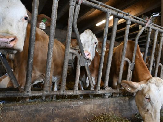 Fünf Höfe in Vorarlberg sind wegen Rinder-TBC gesperrt