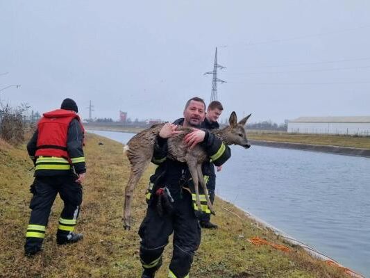 Tierrettung in St. Valentin