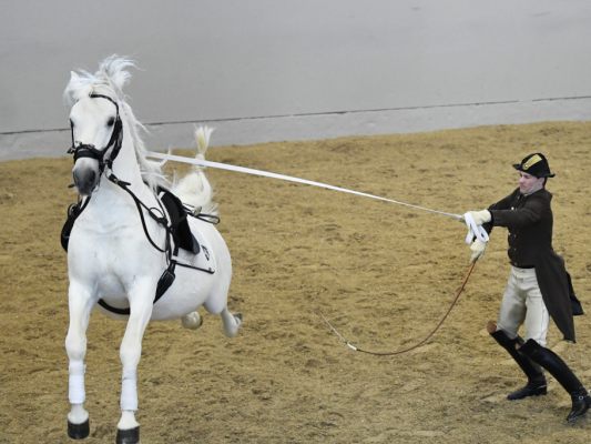 Hofreitschule soll für Zukunft gestärkt werden