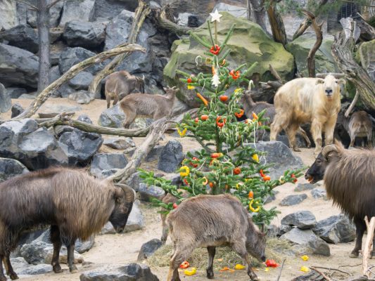 Oh Tannenbaum, oh Tannenbaum!