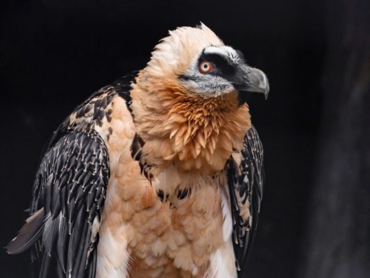 In Nordtirol gibt es aktuell sieben Bartgeier-Brutpaare