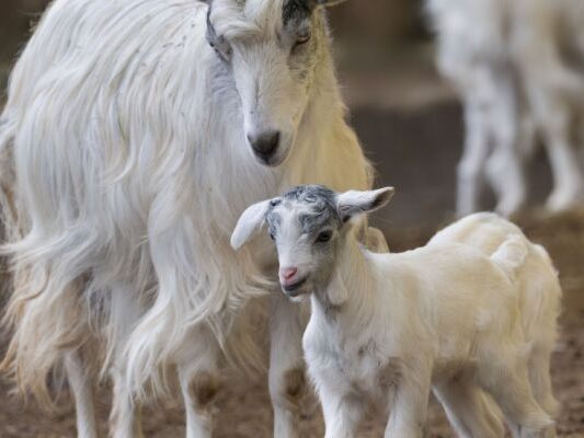 Girgentanaziegen zur Welt gekommen