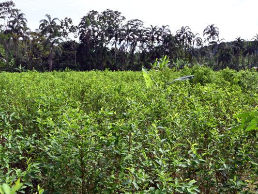 Eine Koka-Plantage in Kolumbien