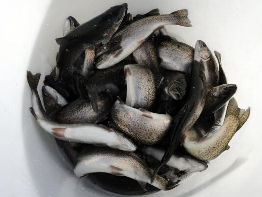 Tausende Forellen verendeten in obersteirischen Fischteichen
